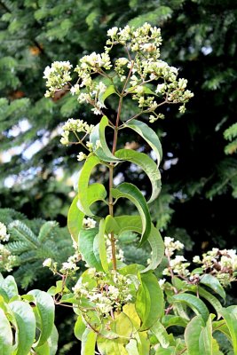 Heptacodium miconioides - heptakodium jasmínovité (sdmý syn) - květenství, listy a větévka